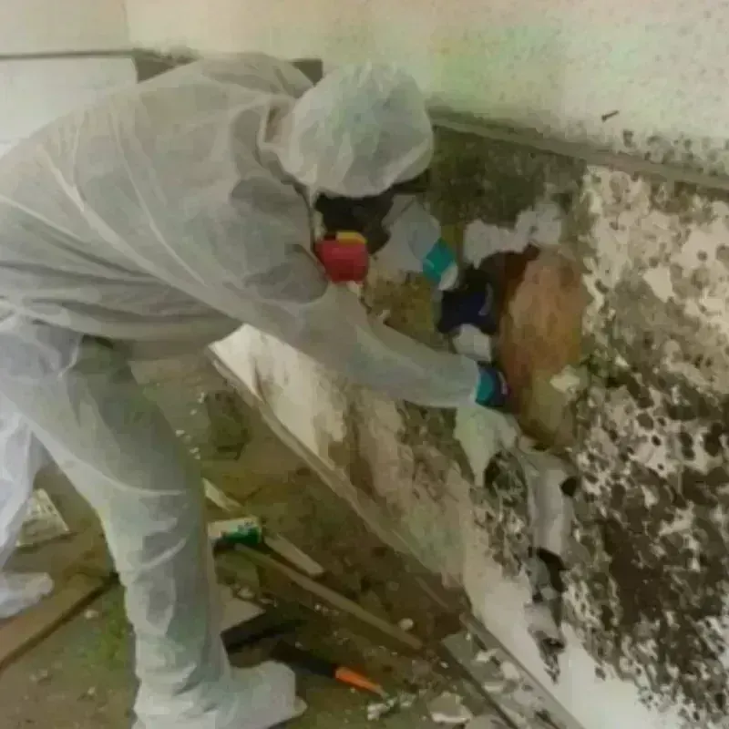 Mold Remediation and Removal in Evangeline Parish, LA